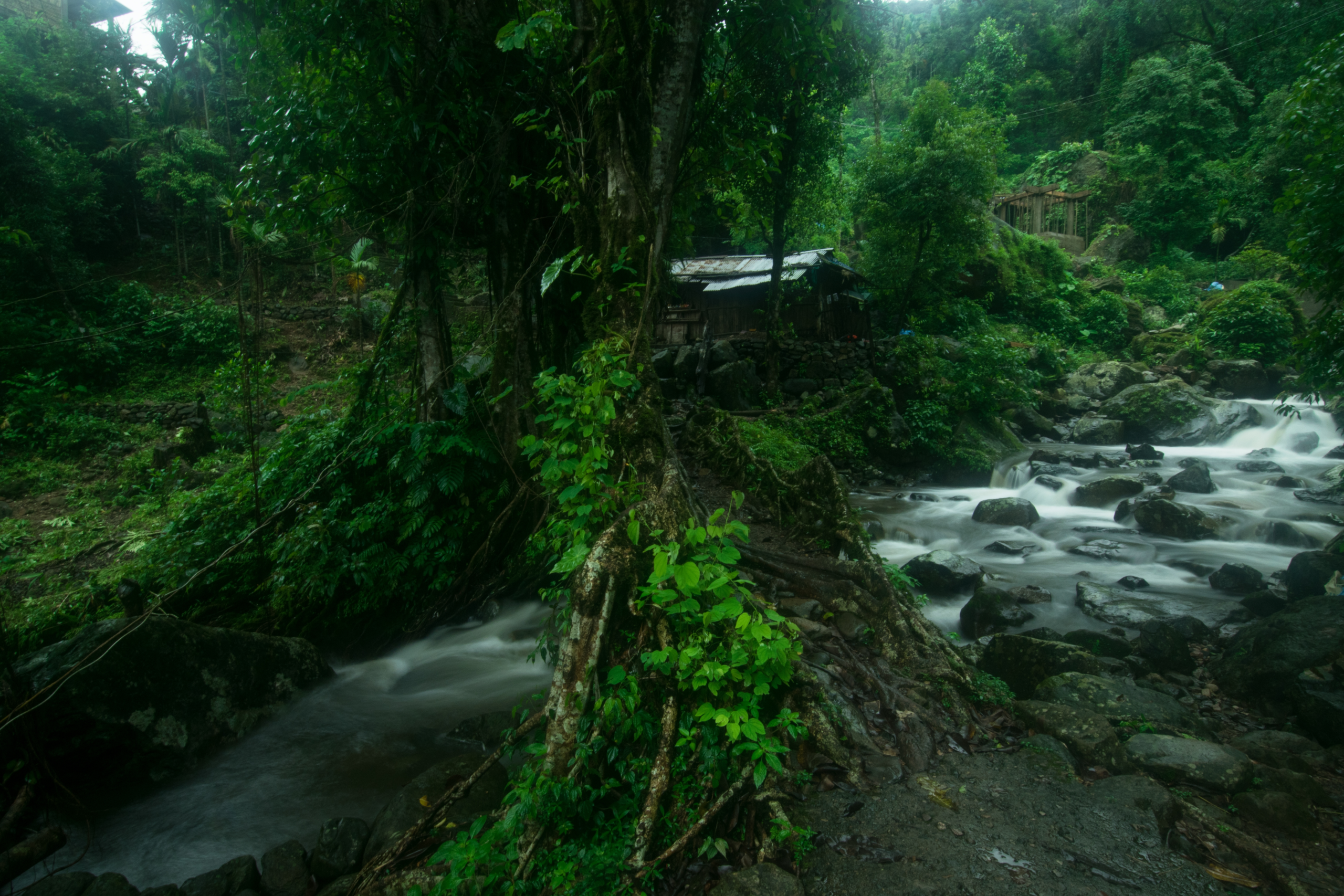 How do you use jungle presets for vibrant rainforest photography?